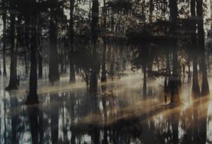 Image of Cypress Forest in Swamp