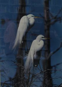 Image of Pair of White Herons