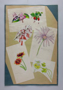 Image of Six Watercolor Sketches of Plants