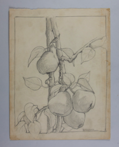 Image of Untitled (Plant Study)