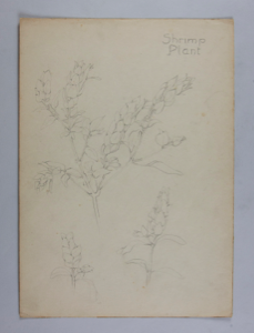 Image of Untitled (Plant Study, Shrimp Plant)