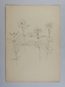 Image of Untitled (Plant Study)