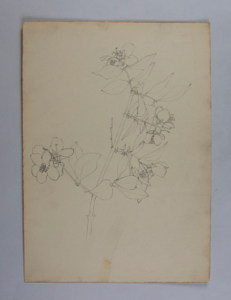 Image of Untitled (Plant Study)