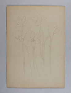 Image of Untitled (Plant Study)