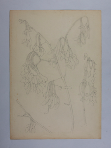 Image of Untitled (Plant Study)