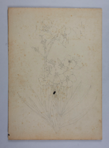 Image of Untitled (Plant Study)