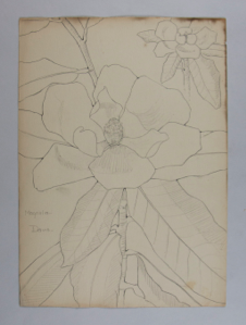 Image of Untitled (Plant Study, Magnolia)