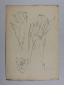 Image of Untitled (Plant Study, Tulips)