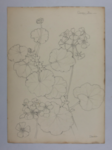 Image of Untitled (Plant Study, Geranium)