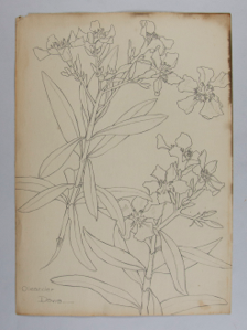 Image of Untitled (Plant Study, Oleander)