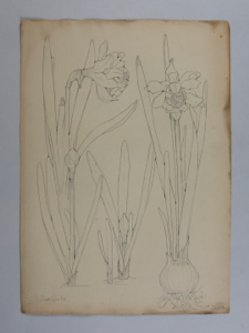 Image of Untitled (Plant Study, Jonquils)