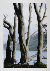 Image of Bare Trees, Mayo, from "Selected Images of Ireland"