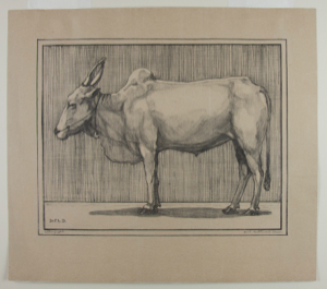 Image of Bull