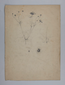 Image of Untitled (Plant Study)