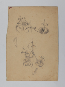 Image of Untitled (Plant Study)