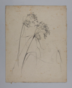 Image of Untitled (Floral Study)