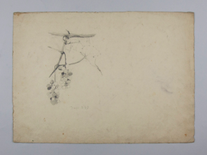 Image of Untitled (Plant Study)