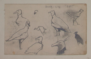 Image of Untitled (Study of Birds)