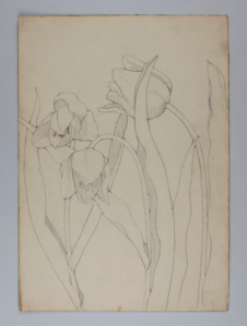 Image of Untitled (Plant Study)