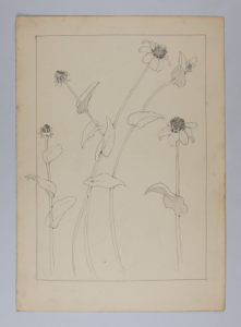 Image of Untitled (Plant Study)