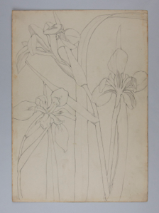 Image of Untitled (Plant Study)