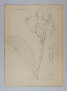 Image of Untitled (Plant Study, Canalily)