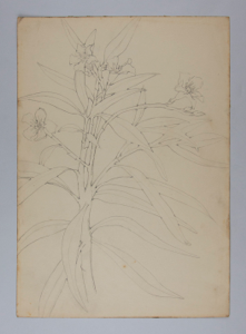 Image of Untitled (Plant Study)