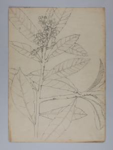 Image of Untitled (Plant Study)