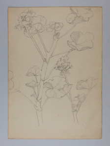 Image of Untitled (Plant Study)