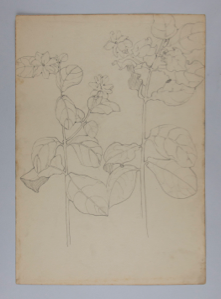 Image of Untitled (Plant Study)