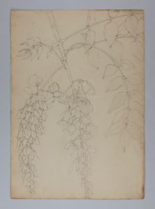 Image of Untitled (Plant Study)