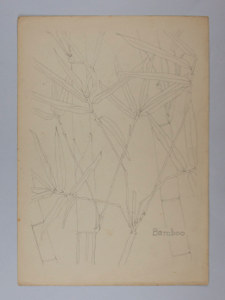 Image of Untitled (Plant Study, Bamboo)