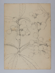 Image of Untitled (Plant Study)