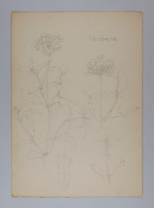 Image of Untitled (Plant Study)