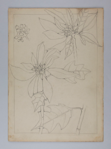 Image of Untitled (Plant Study)