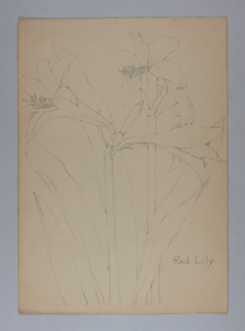 Image of Untitled (Plant Study, Red Lily)