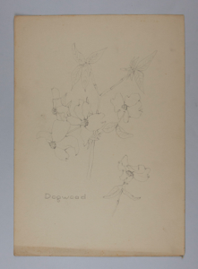 Image of Untitled (Plant Study, Dogwood)