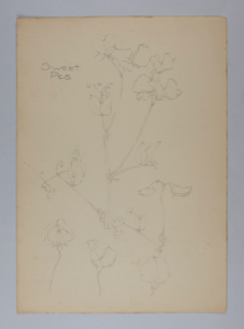 Image of Untitled (Plant Study, Sweet Pea)