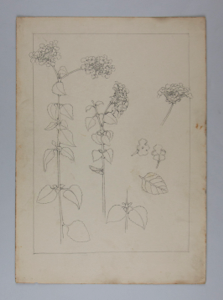 Image of Untitled (Plant Study)