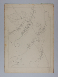 Image of Untitled (Plant Study)