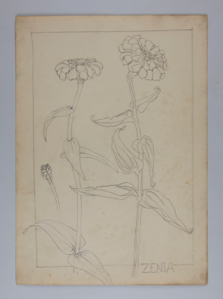 Image of Untitled (Plant Study)