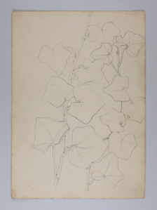 Image of Untitled (Plant Study)