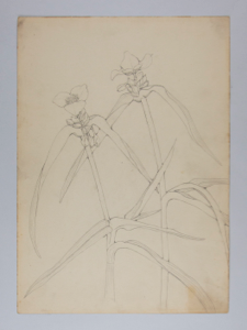 Image of Untitled (Plant Study)