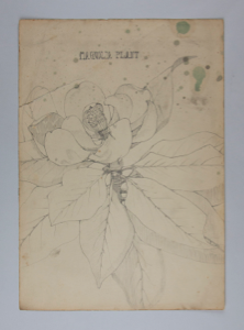 Image of Untitled (Plant Study, Magnolia Plant)