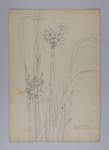 Image of Untitled (Plant Study, Narcissus)