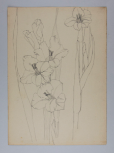 Image of Untitled (Plant Study)