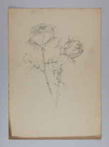 Image of Untitled (Plant Study)