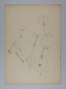 Image of Untitled (Plant Study)