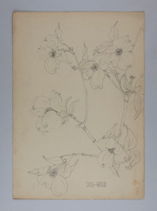 Image of Untitled (Plant Study, Dog-Wood)