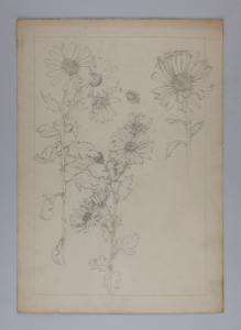 Image of Untitled (Plant Study)